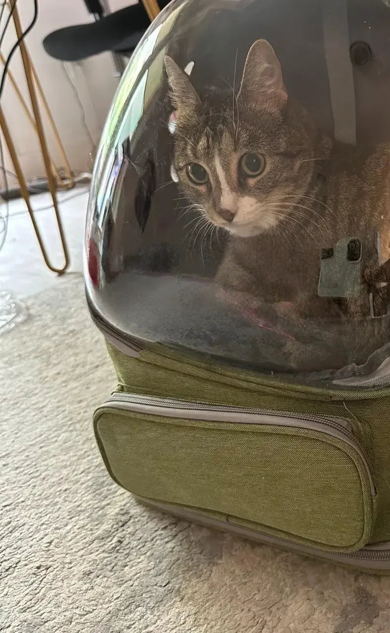 2025 Transparent Pet Carrier Backpack Breathable Cat and Small Dog Bag Outdoor Travel Shoulder Bag Cat Accessories Pet Supplies